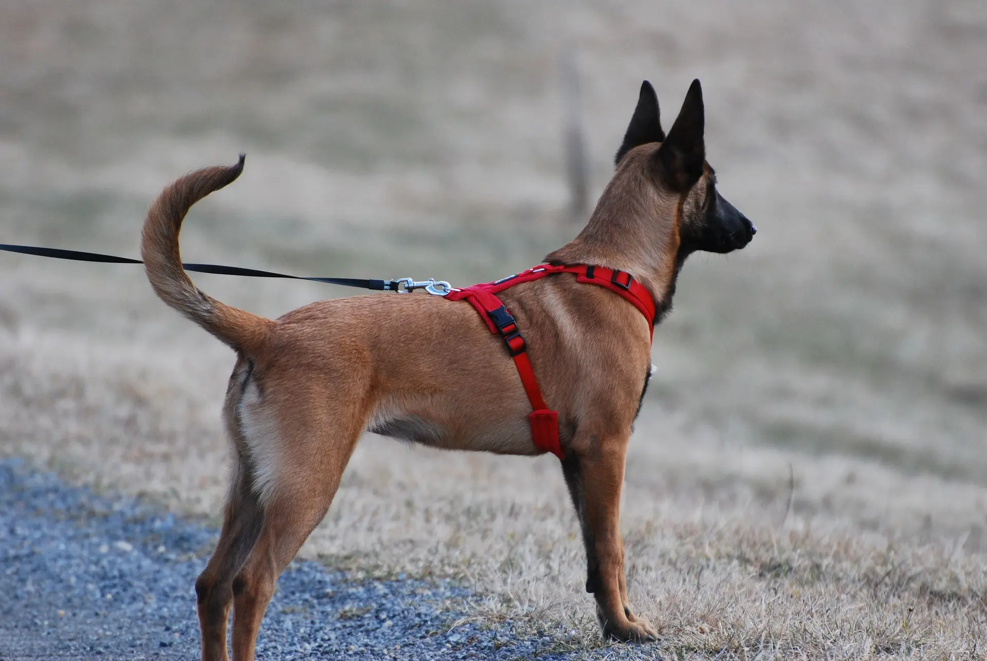 aesthetic dog harness